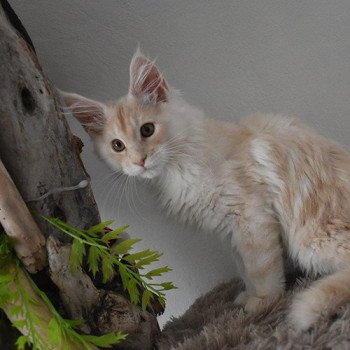 chaton Maine coon cream silver blotched tabby TATOO Chatterie du Maine sauvage