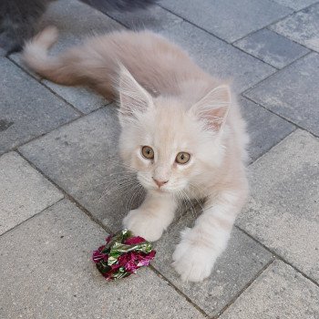 chaton Maine coon cream silver blotched tabby Chatterie du Maine sauvage