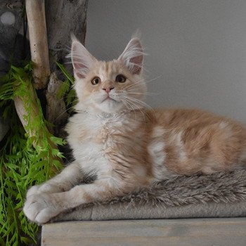 chaton Maine coon cream silver blotched tabby TEDDY Chatterie du Maine sauvage