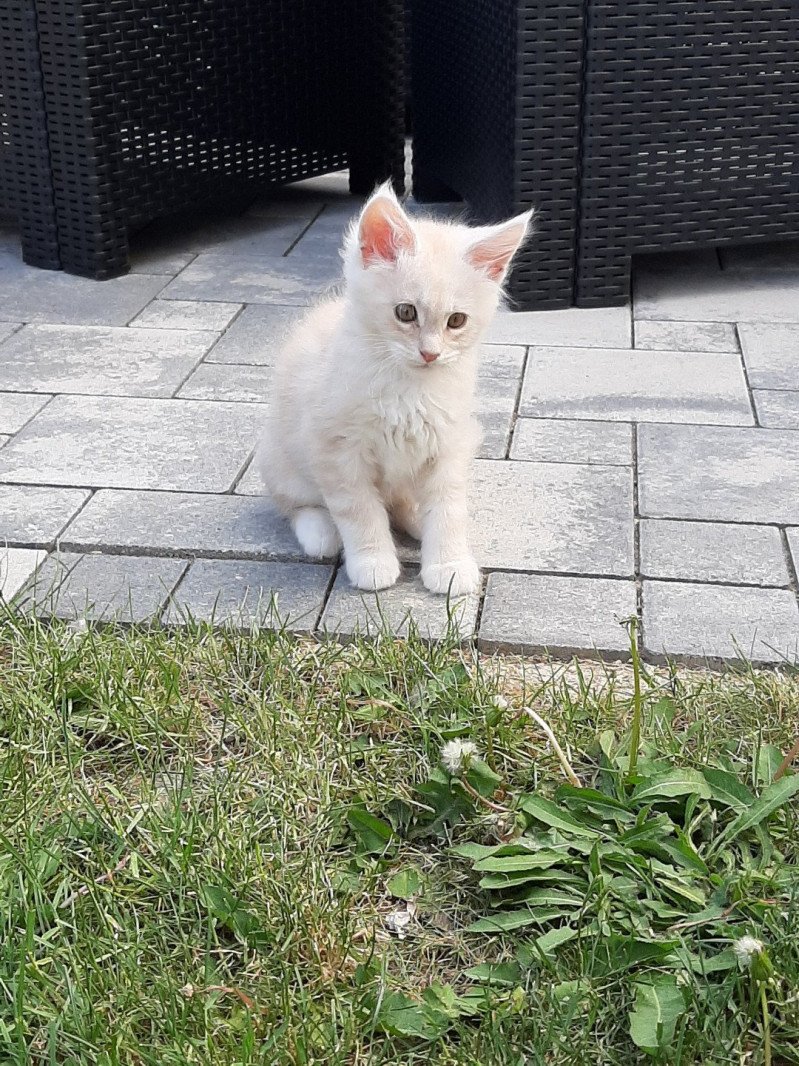 TITAN Maine sauvage Mâle Maine coon