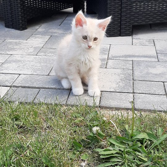 TITAN Maine sauvage Mâle Maine coon