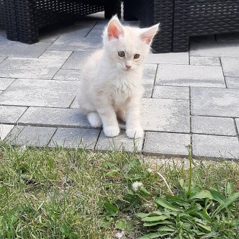 chaton Maine coon cream silver blotched tabby Chatterie du Maine sauvage