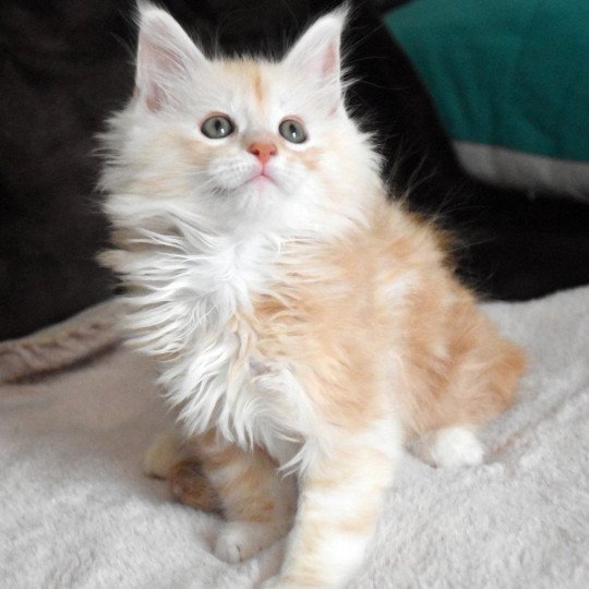 URANUS Du Maine sauvage Mâle Maine coon