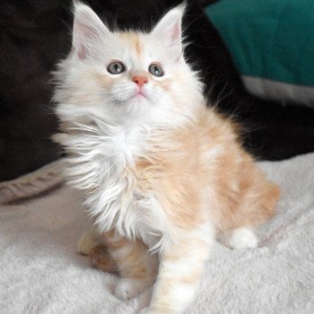 chaton Maine coon red silver blotched tabby bicolor Chatterie du Maine sauvage