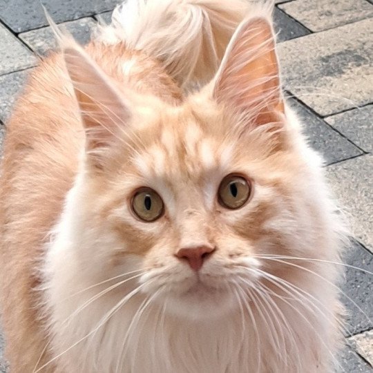 URANUS Du Maine sauvage Mâle Maine coon