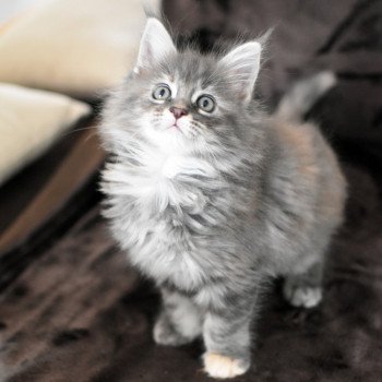 chaton Maine coon blue tortie silver blotched tabby Chatterie du Maine sauvage