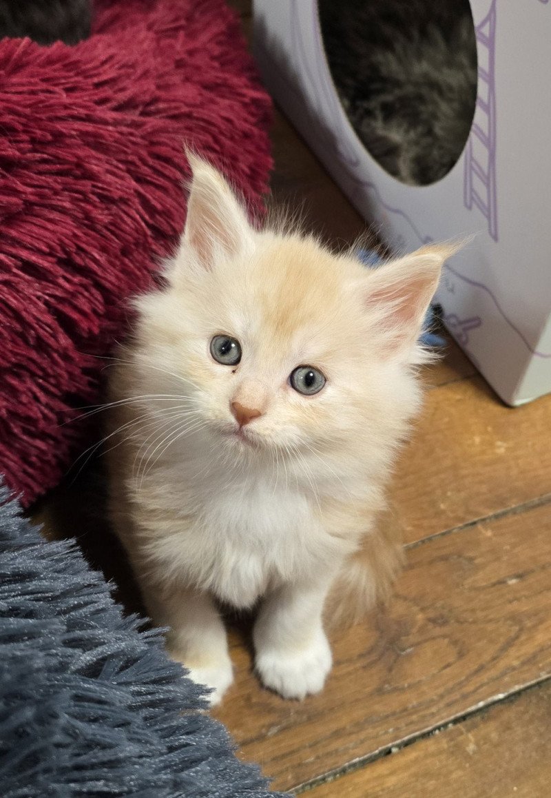 A-1 DU MAINE SAUVAGE Mâle Maine coon