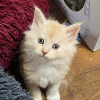 chaton Maine coon red smoke & blanc A-1 CHATTERIE DU MAINE SAUVAGE