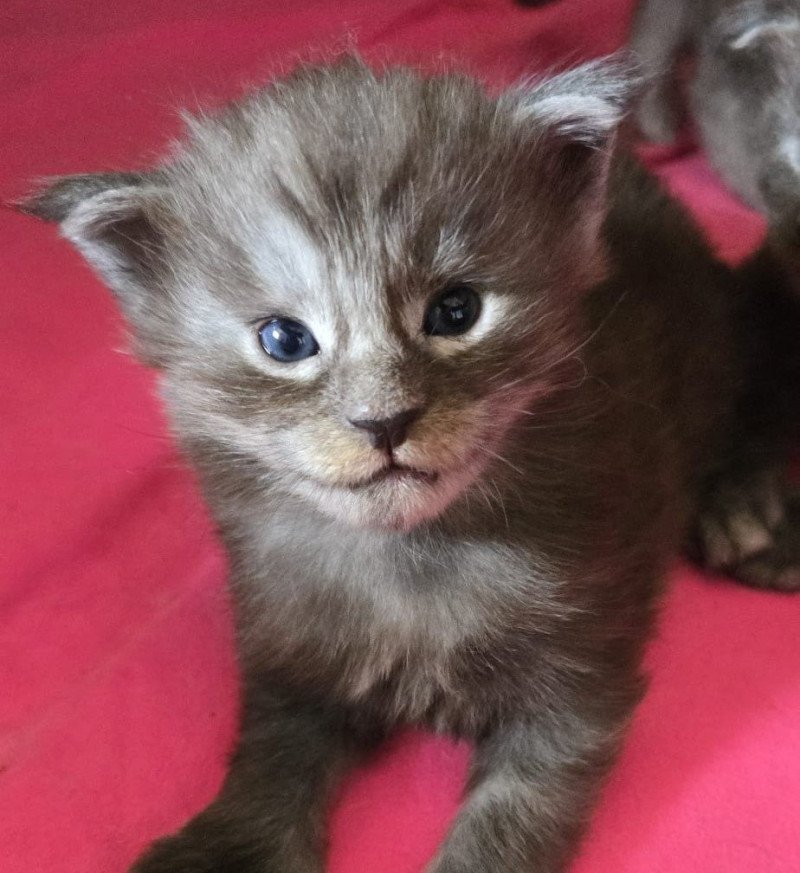 A-1 TENNESSEE DU MAINE SAUVAGE Femelle Maine coon