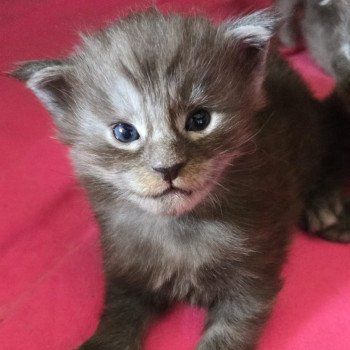 chaton Maine coon black smoke A-1 CHATTERIE DU MAINE SAUVAGE chaton Maine coon black smoke A-1 CHATTERIE DU MAINE SAUVAGE