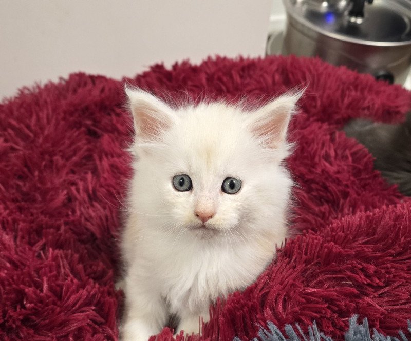 A-2 DU MAINE SAUVAGE Mâle Maine coon