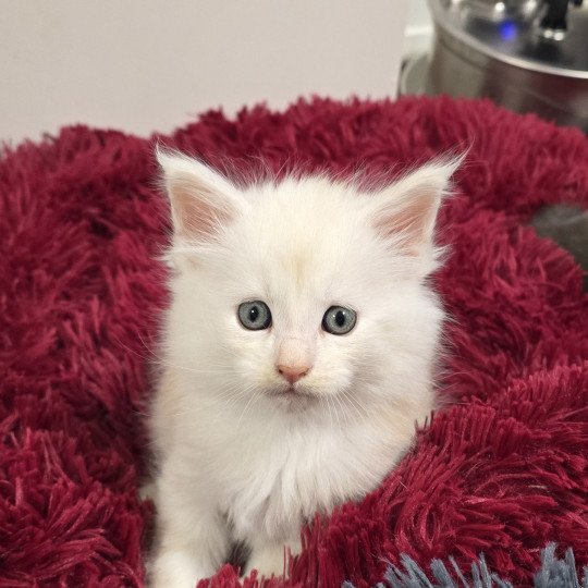 A-2 DU MAINE SAUVAGE Mâle Maine coon