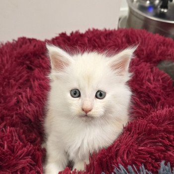 chaton Maine coon cream smoke & blanc A-2 CHATTERIE DU MAINE SAUVAGE