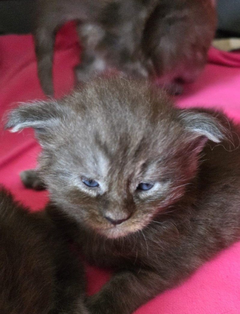 A-2 TENNESSEE DU MAINE SAUVAGE Femelle Maine coon