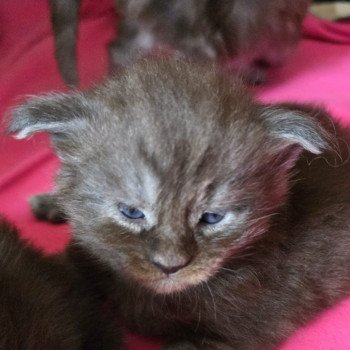 chaton Maine coon black smoke A-2 CHATTERIE DU MAINE SAUVAGE chaton Maine coon black smoke A-2 CHATTERIE DU MAINE SAUVAGE