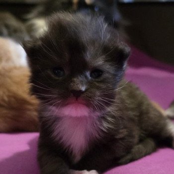 chaton Maine coon black bicolor A-3 SAKURA CHATTERIE DU MAINE SAUVAGE