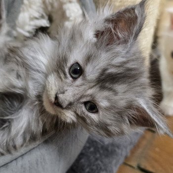 chaton Maine coon black smoke A-4 CHATTERIE DU MAINE SAUVAGE