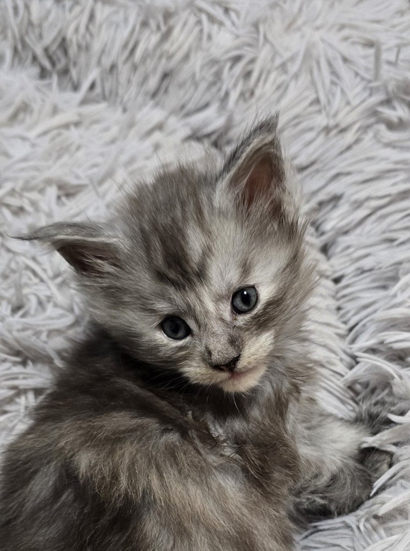 A-4 DU MAINE SAUVAGE Femelle Maine coon