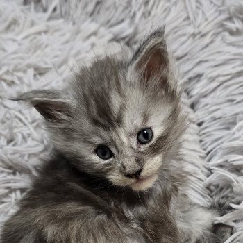 chaton Maine coon black smoke A-4 CHATTERIE DU MAINE SAUVAGE