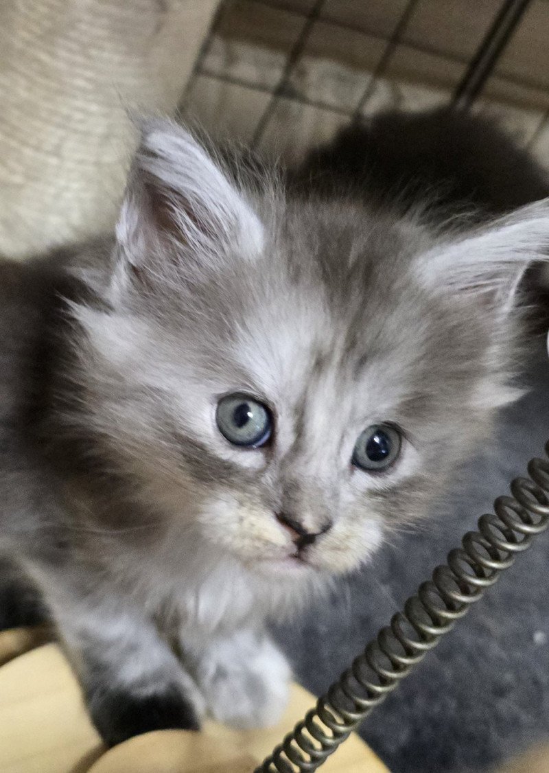 A-5 DU MAINE SAUVAGE Femelle Maine coon