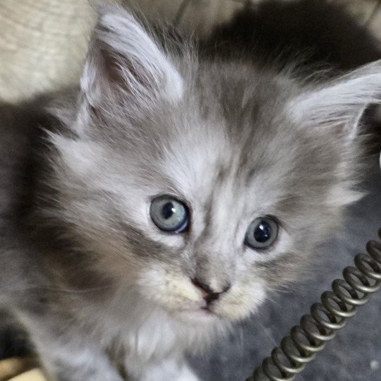 A-5 DU MAINE SAUVAGE Femelle Maine coon