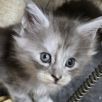 chaton Maine coon black smoke & blanc A-5 CHATTERIE DU MAINE SAUVAGE