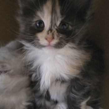 chaton Maine coon black tortie smoke & blanc ARRIETTY CHATTERIE DU MAINE SAUVAGE