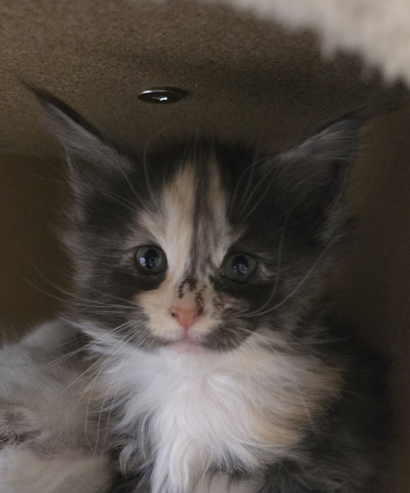 ARRIETTY DU MAINE SAUVAGE Femelle Maine coon