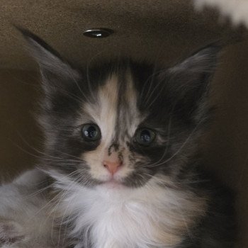 chaton Maine coon black tortie smoke & blanc ARRIETTY CHATTERIE DU MAINE SAUVAGE