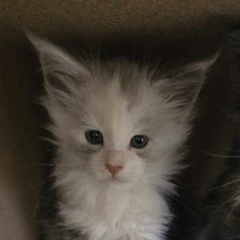 chaton Maine coon black tortie smoke & blanc ASTRAL CHATTERIE DU MAINE SAUVAGE