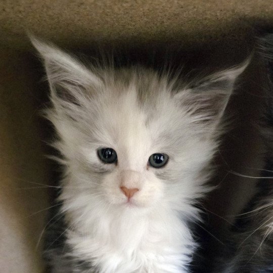 ASTRAL DU MAINE SAUVAGE Femelle Maine coon