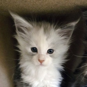 chaton Maine coon black tortie smoke & blanc ASTRAL CHATTERIE DU MAINE SAUVAGE