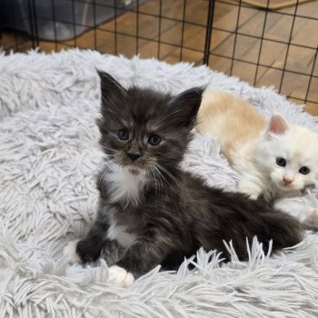 chaton Maine coon black & blanc ATLAS CHATTERIE DU MAINE SAUVAGE