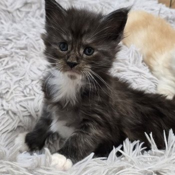 chaton Maine coon black & blanc ATLAS CHATTERIE DU MAINE SAUVAGE