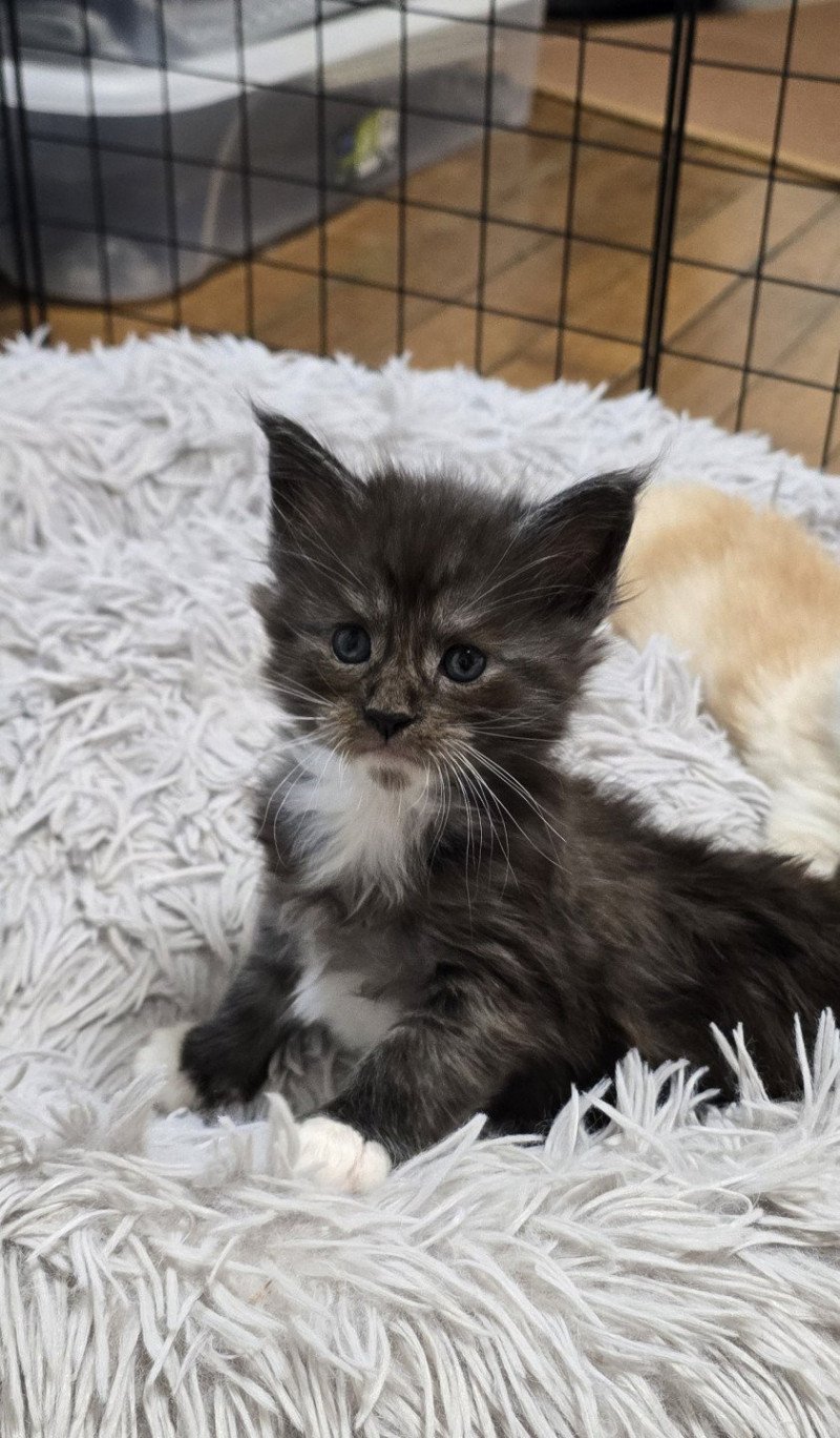 ATLAS DU MAINE SAUVAGE Mâle Maine coon