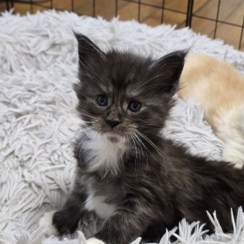 chaton Maine coon black & blanc ATLAS CHATTERIE DU MAINE SAUVAGE