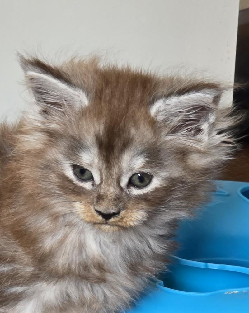 B-1 DU MAINE SAUVAGE Femelle Maine coon