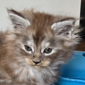 chaton Maine coon black smoke B-1 CHATTERIE DU MAINE SAUVAGE