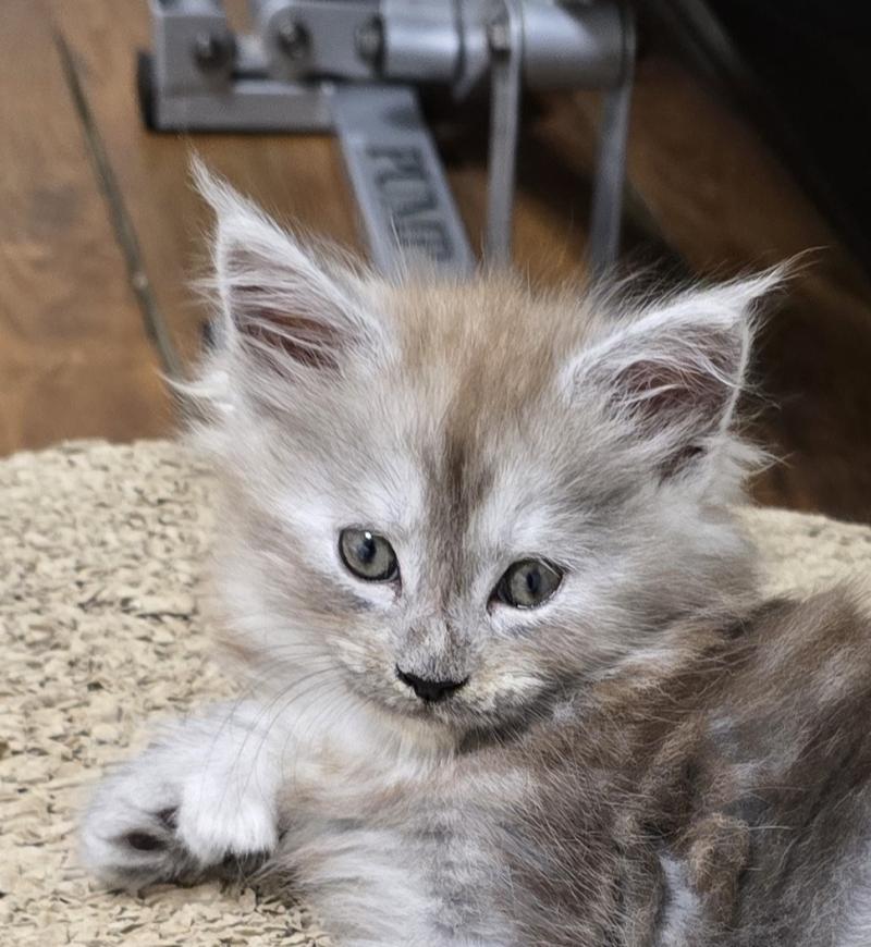 B-2 DU MAINE SAUVAGE Femelle Maine coon polydactyle