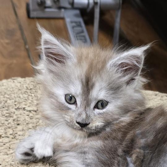 B-2 DU MAINE SAUVAGE Femelle Maine coon polydactyle