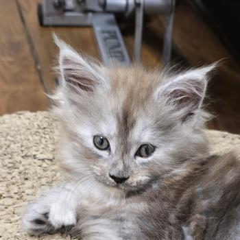 chaton Maine coon polydactyle black smoke B-2 CHATTERIE DU MAINE SAUVAGE