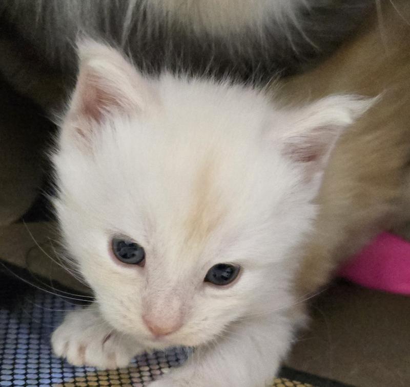 B-2 DU MAINE SAUVAGE Mâle Maine coon
