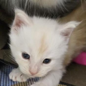 chaton Maine coon cream B-2 CHATTERIE DU MAINE SAUVAGE