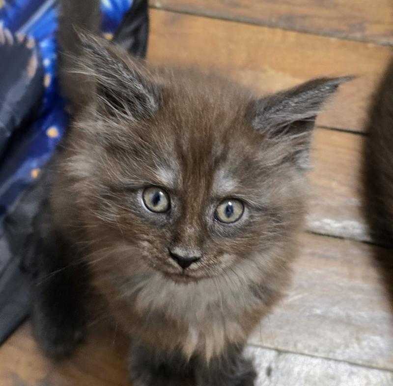 B-3 DU MAINE SAUVAGE Femelle Maine coon