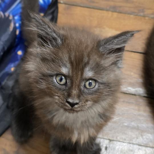 B-3 DU MAINE SAUVAGE Femelle Maine coon