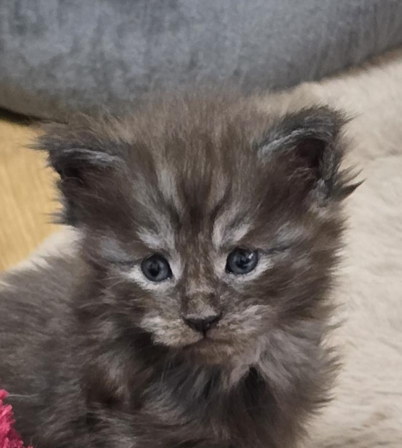 B-3 DU MAINE SAUVAGE Mâle Maine coon