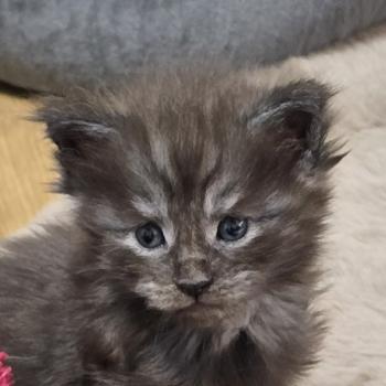 chaton Maine coon black smoke B-3 CHATTERIE DU MAINE SAUVAGE