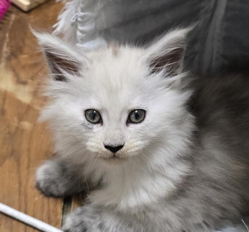 B-4 DU MAINE SAUVAGE Femelle Maine coon