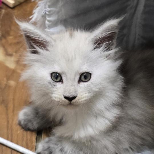 B-4 DU MAINE SAUVAGE Femelle Maine coon