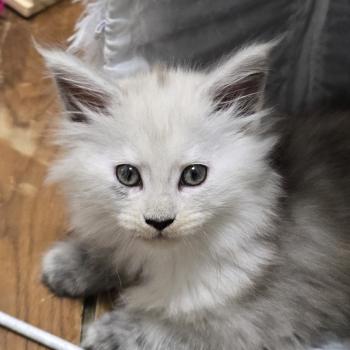 chaton Maine coon black smoke B-4 CHATTERIE DU MAINE SAUVAGE